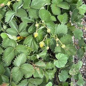 Photo of the plant species Beach Strawberry by @HipBlackberry47 named Wall-E on Greg, the plant care app