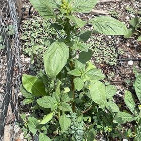Photo of the plant species Careless Weed by @HipBlackberry47 named Mollie on Greg, the plant care app