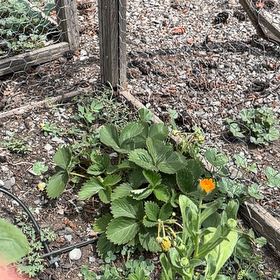 Photo of the plant species Beach Strawberry by @HipBlackberry47 named Prince on Greg, the plant care app