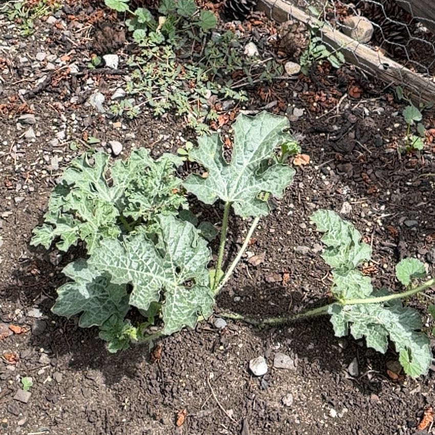 Photo of the plant species Watermelon by @HipBlackberry47 named Sugar on Greg, the plant care app