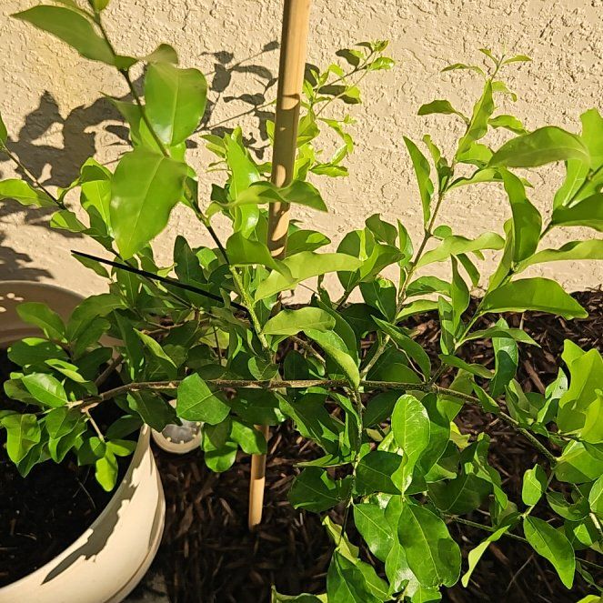 Photo of the plant species Barbados Cherry by @GemPukatea18 named Sage on Greg, the plant care app