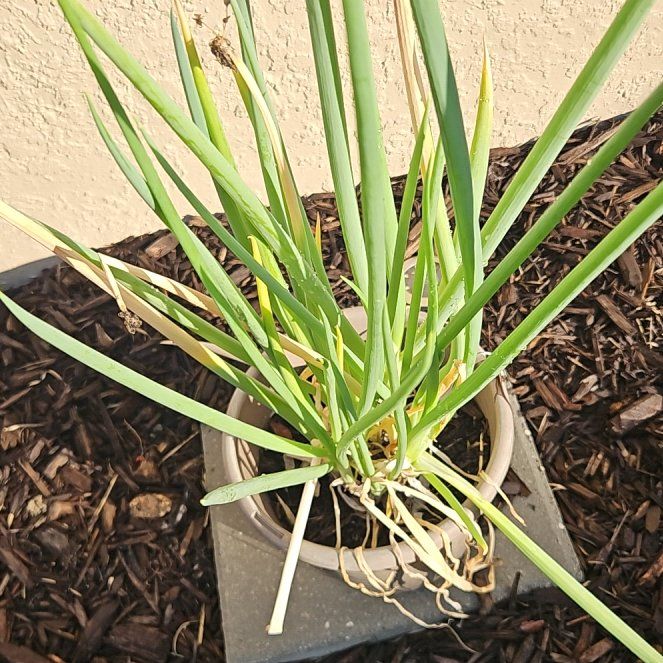Photo of the plant species Brown Onion by @GemPukatea18 named Nithin on Greg, the plant care app