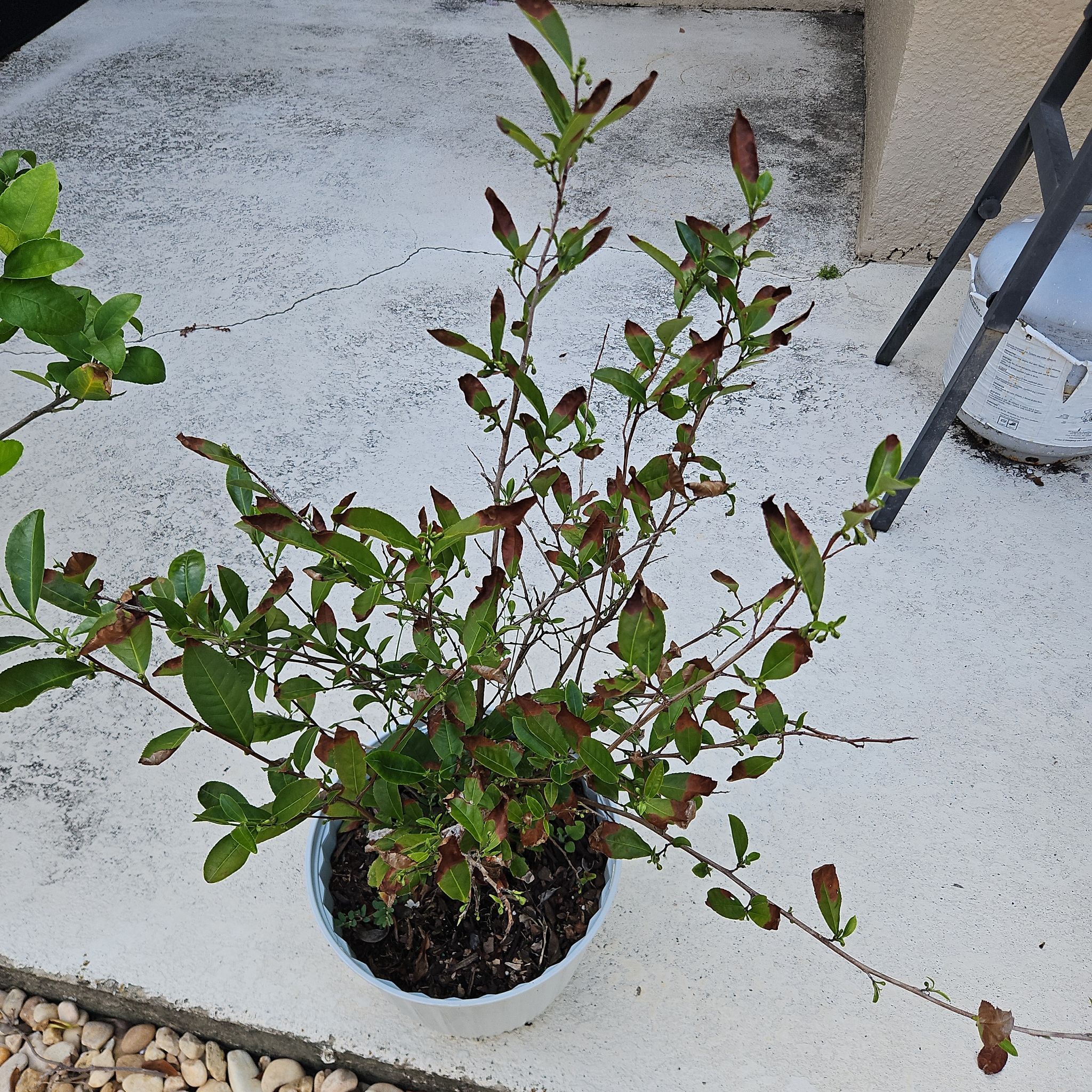 Photo of the plant species Tea Plant by @GemPukatea18 named Anne on Greg, the plant care app