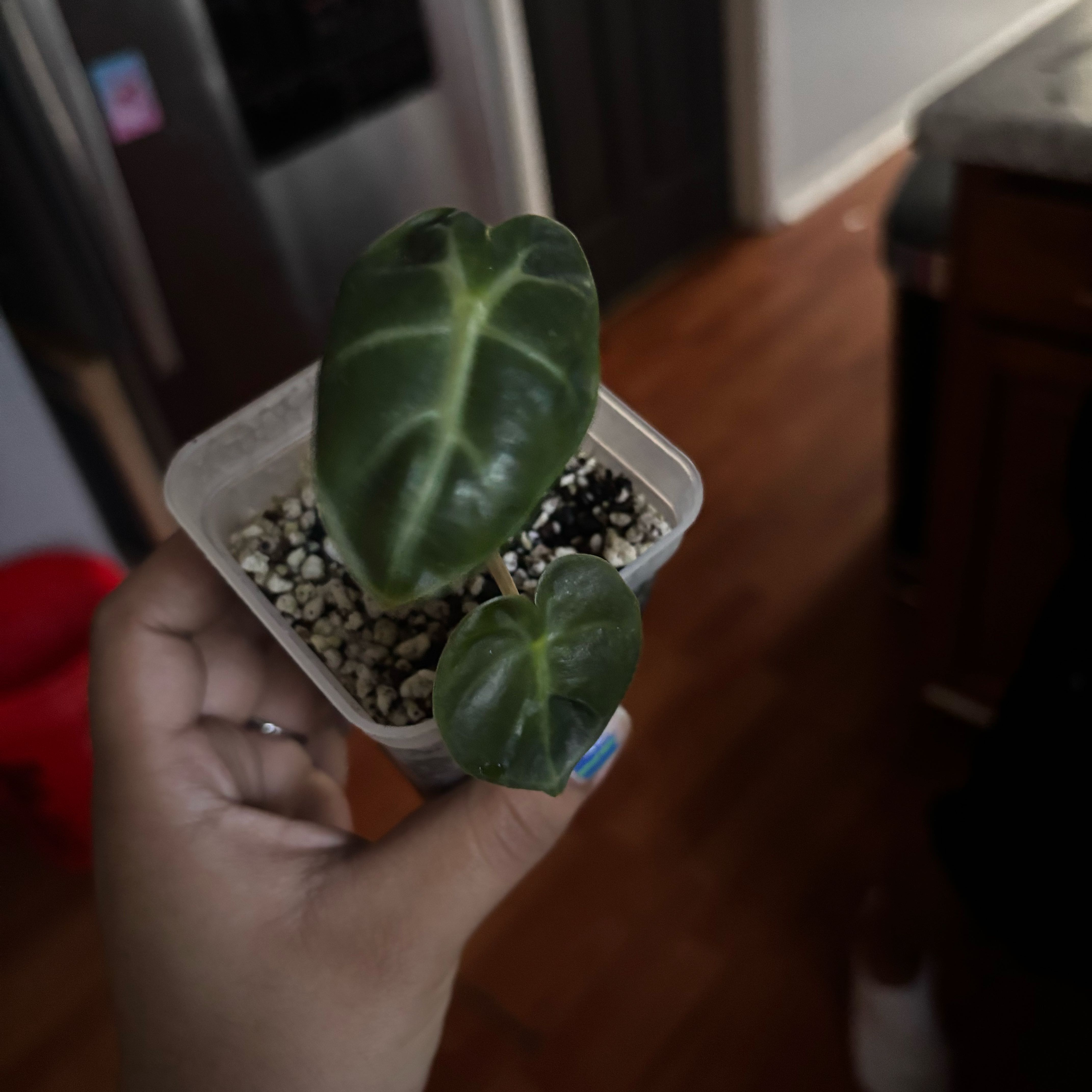 Photo of the plant species Balloon Heart by @SportDaisy66 named Sproutacus on Greg, the plant care app