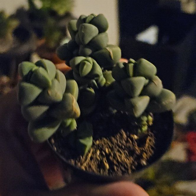 Photo of the plant species Corpuscularia by @EagerKaro83 named Harper on Greg, the plant care app