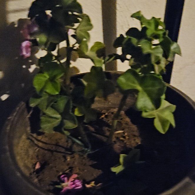 Photo of the plant species Ivy Geranium by @EagerKaro83 named Gomez on Greg, the plant care app