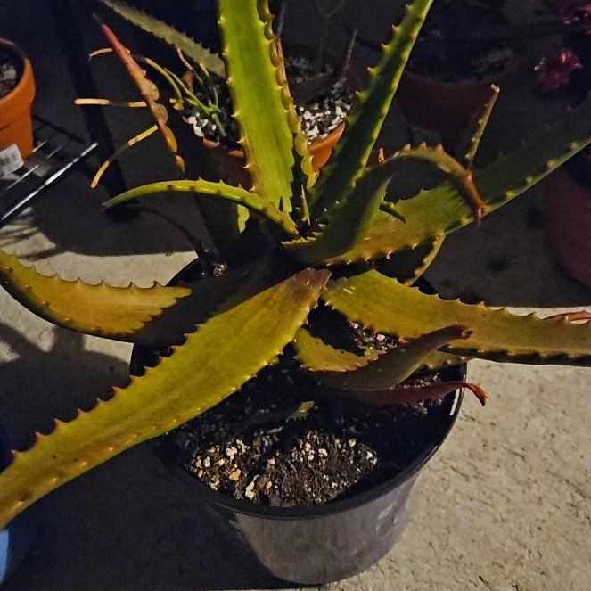 Photo of the plant species Aloe cameronii 'Creme Tangerine' by @EagerKaro83 named Daphne on Greg, the plant care app
