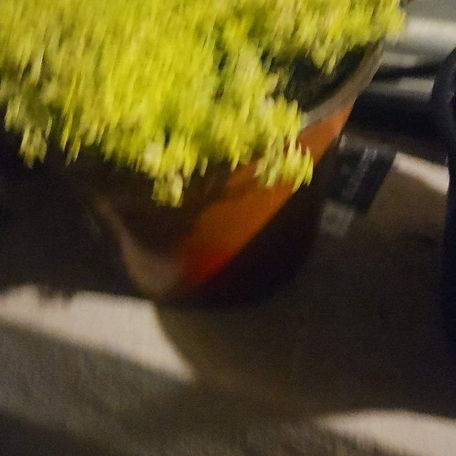 Photo of the plant species Utah Juniper by @EagerKaro83 named Marley on Greg, the plant care app