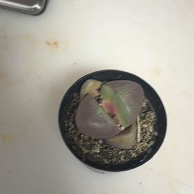 Photo of the plant species Assorted Lithops by @YiftMatgrass31 named Fernie Mercury on Greg, the plant care app