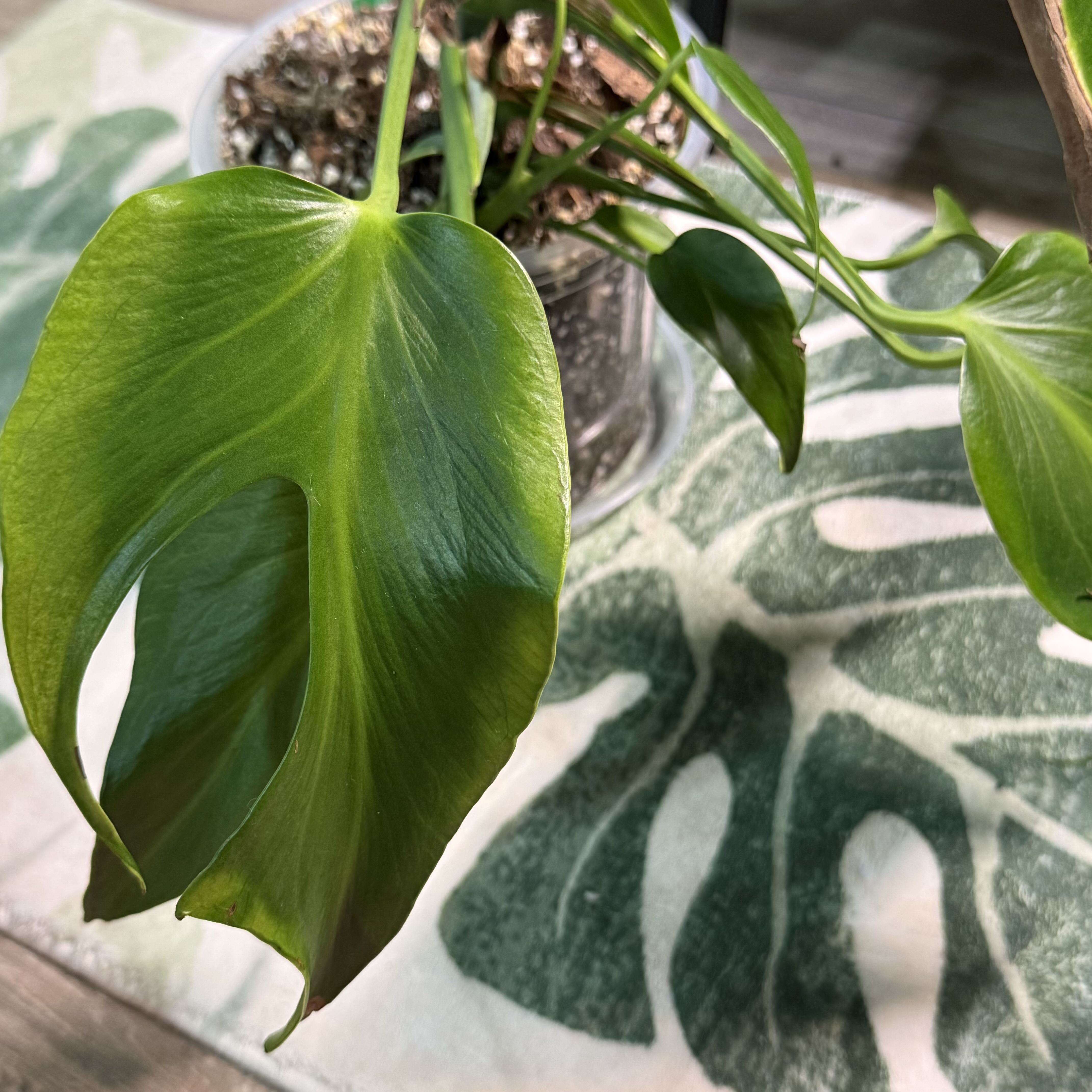 Photo of the plant species Monstera Burle Marx Flame by @DestinyTx named Mollie on Greg, the plant care app
