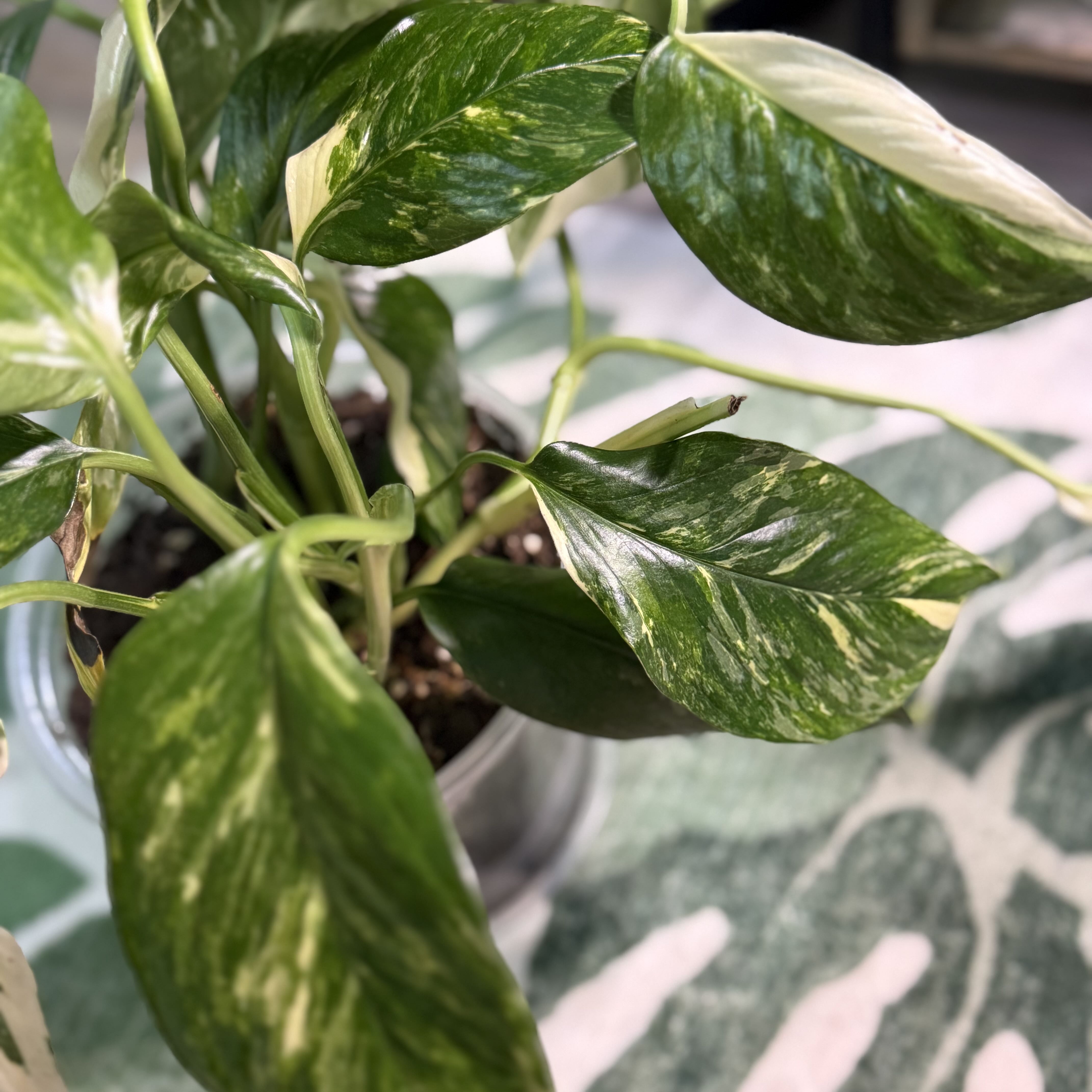 Photo of the plant species Monstera lechleriana 'Variegata' by @DestinyTx named Taylor Swift on Greg, the plant care app