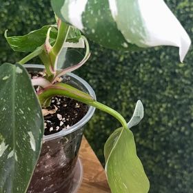 Photo of the plant species philodendron white princess by @DestinyTx named Lola on Greg, the plant care app