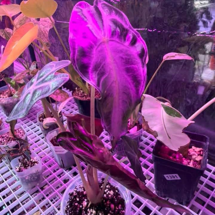 Photo of the plant species Alocasia 'Venom' by @DestinyTx named Medusa on Greg, the plant care app