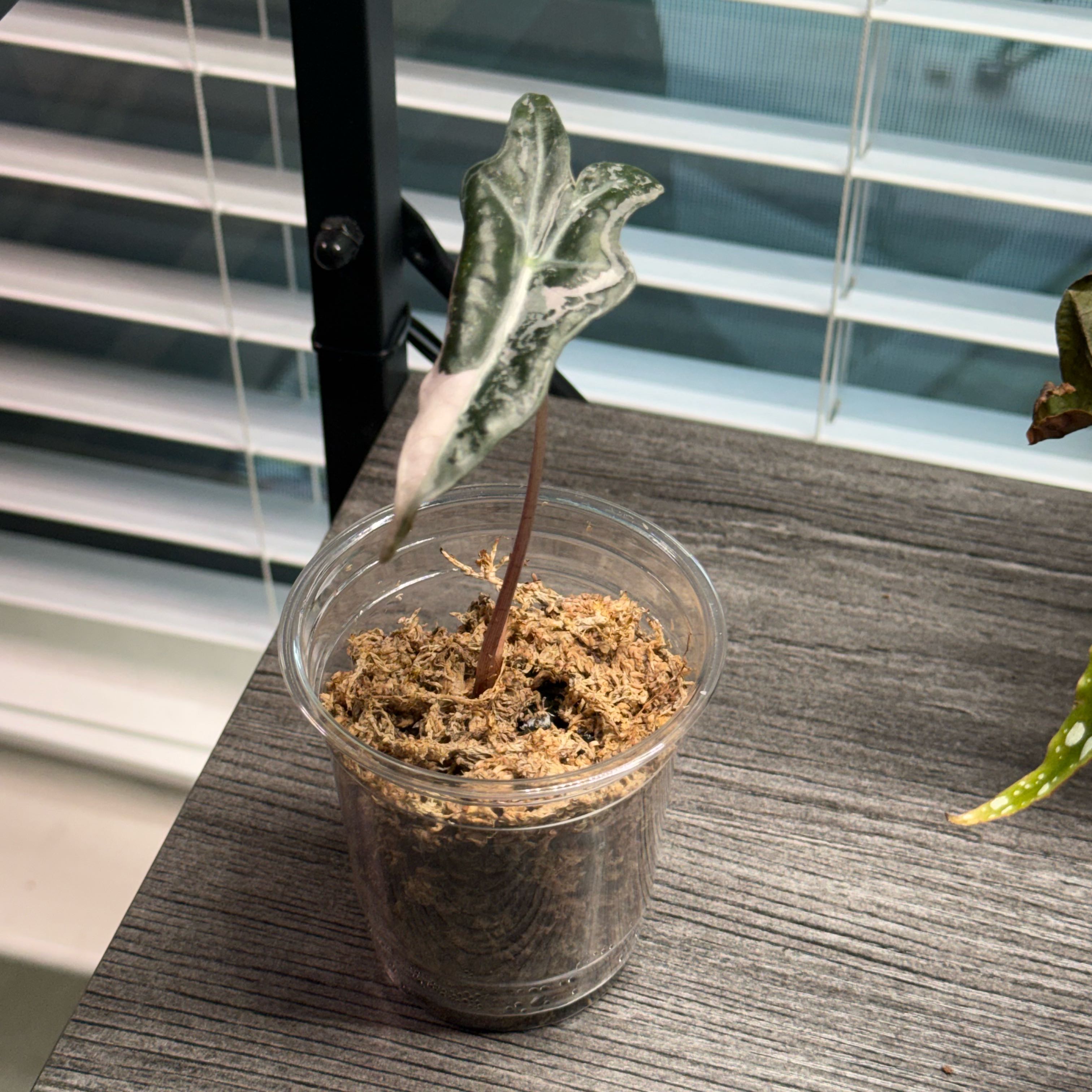 Photo of the plant species Alocasia Nobilis Pink by @DestinyTx named Anne on Greg, the plant care app