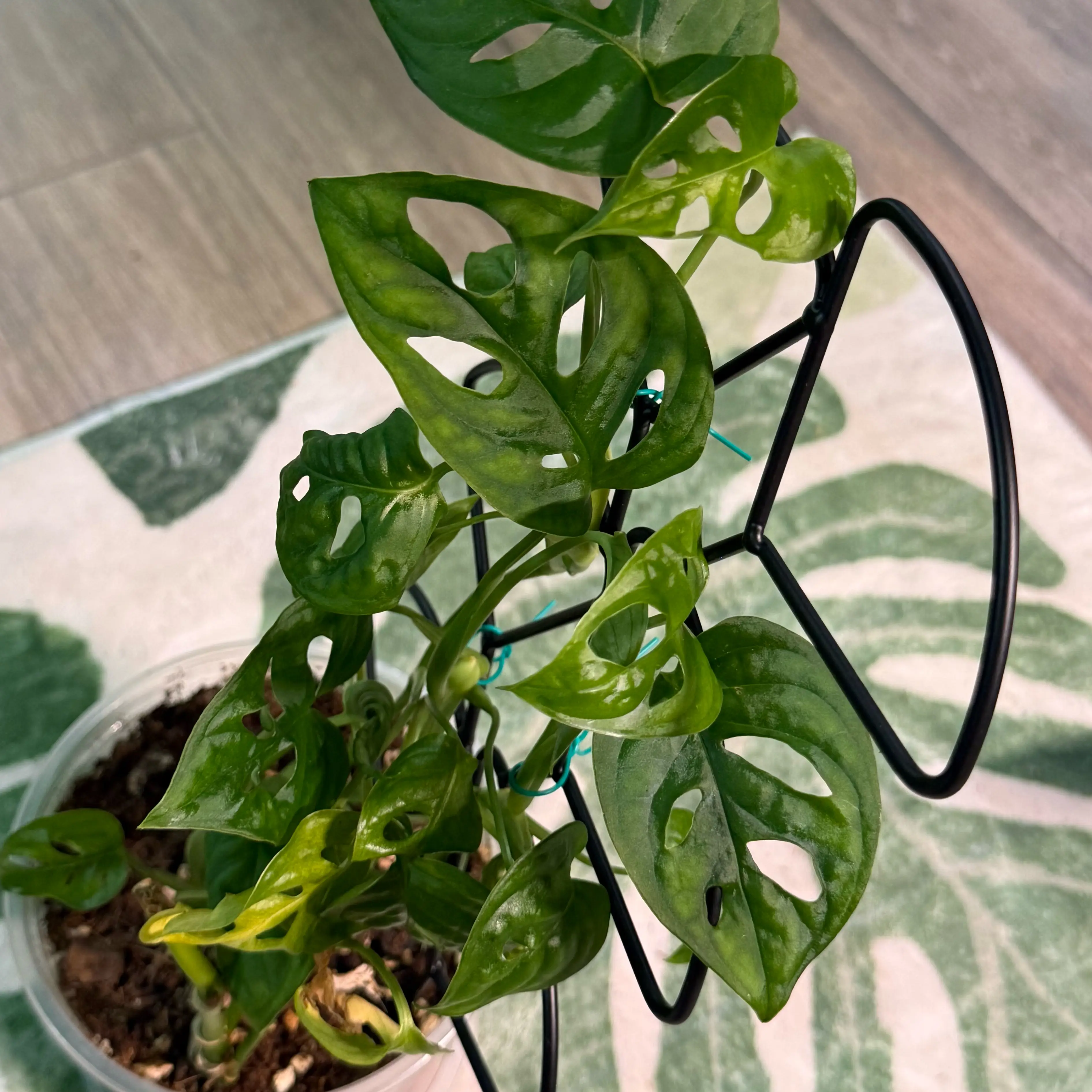 Photo of the plant species Swiss Cheese Plant by @DestinyTx named Lola on Greg, the plant care app