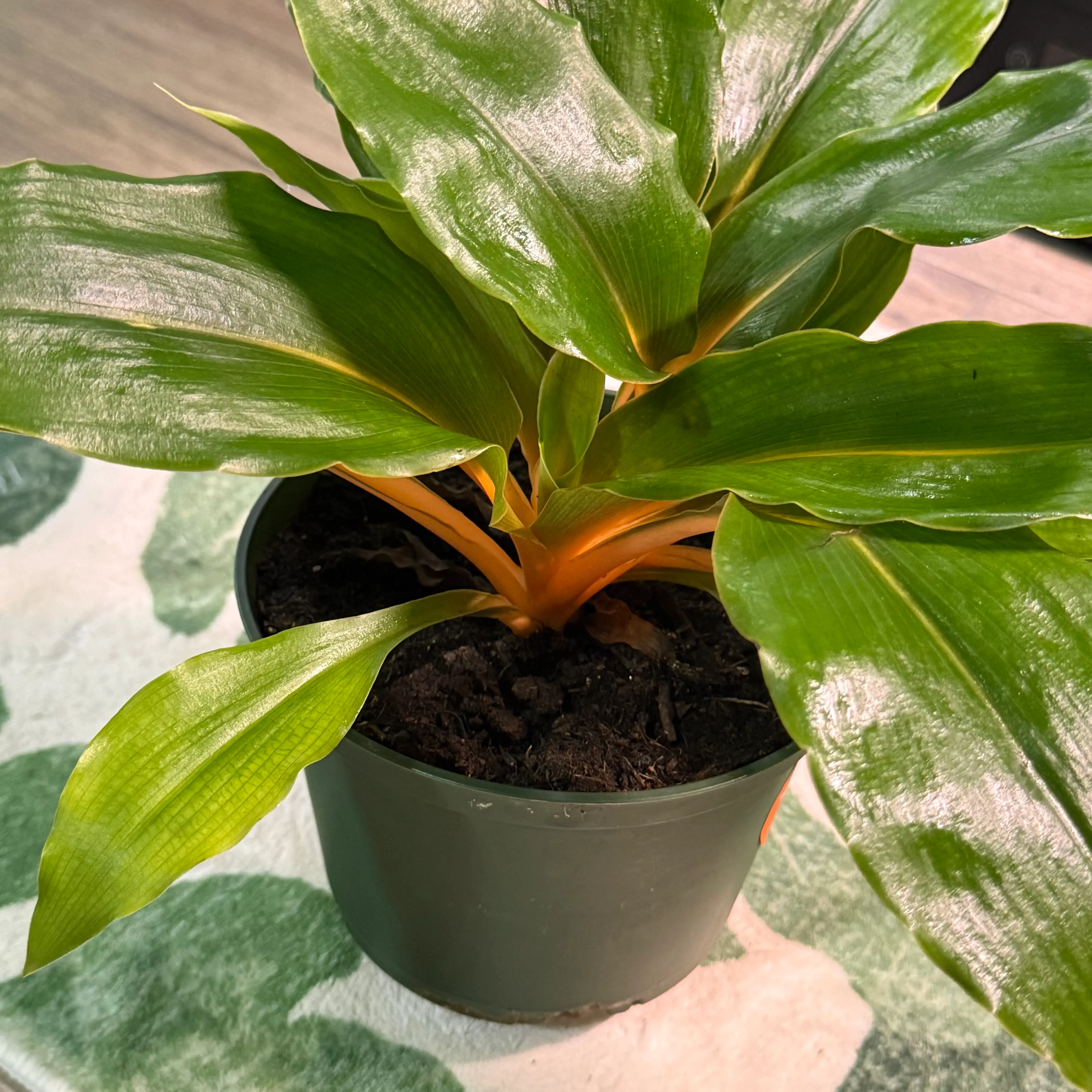 Photo of the plant species Chlorophytum 'Fire Flash' by @DestinyTx named Gladys on Greg, the plant care app