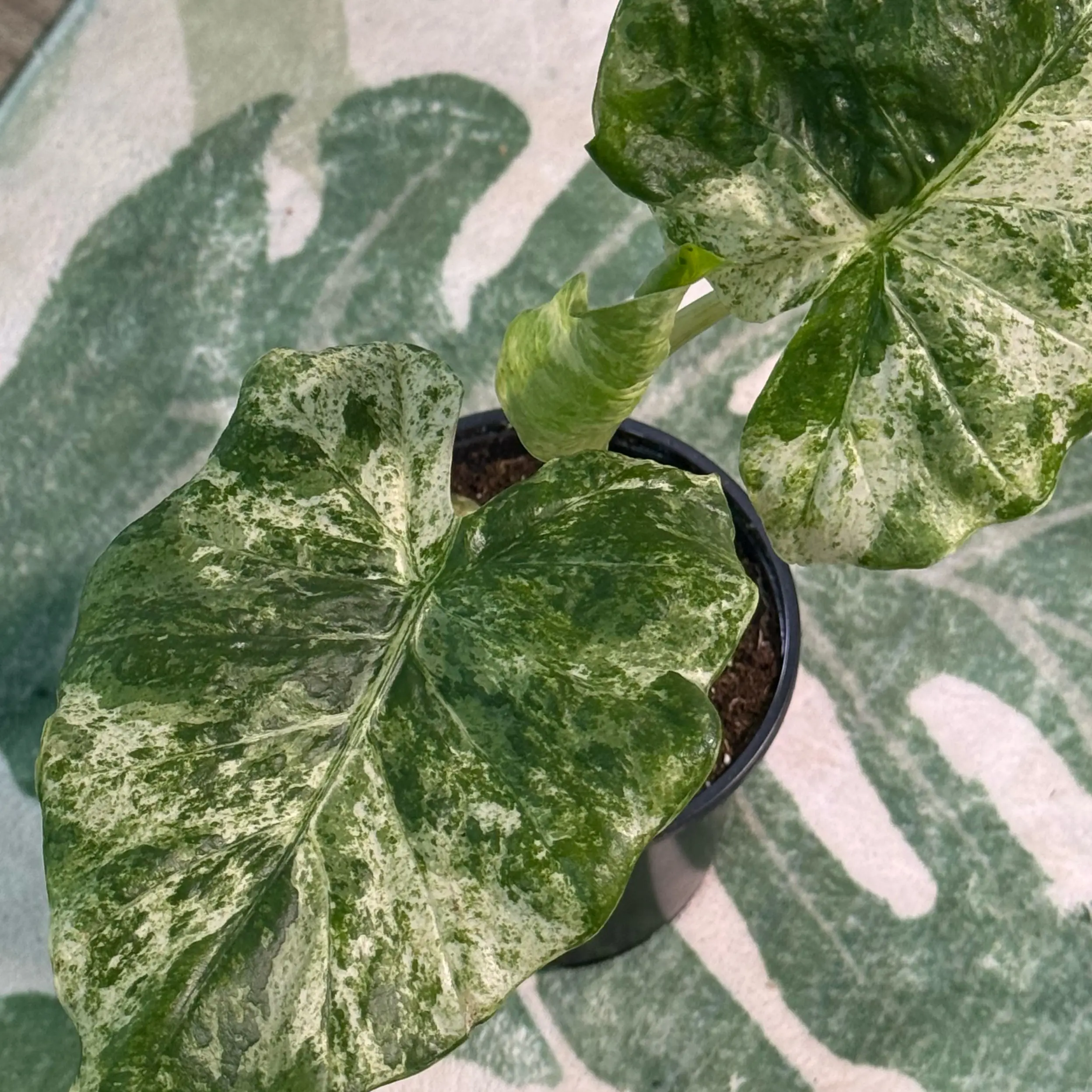 Photo of the plant species Alocasia Batik 'Blizzard' by @DestinyTx named Janice on Greg, the plant care app
