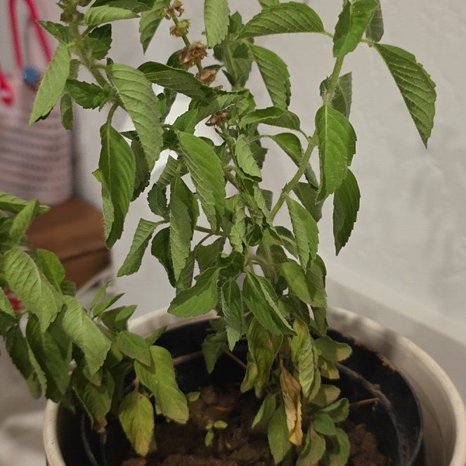 Photo of the plant species Careless Weed by @JazzyLippia57 named Bigleef Smalls on Greg, the plant care app