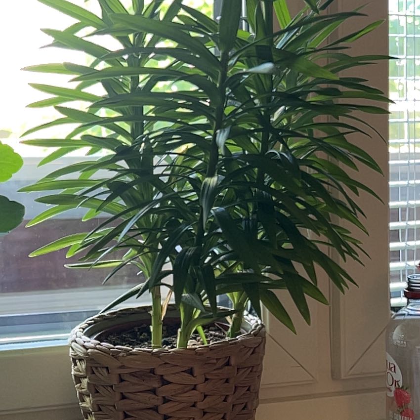 Photo of the plant species Easter Lily by @FreeTawapou55 named Kobe on Greg, the plant care app