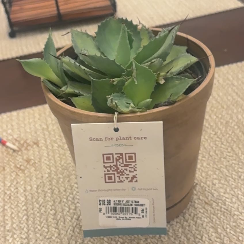 Photo of the plant species Agave 'Rum Runner' by @SummeryAgave30 named Dolores on Greg, the plant care app