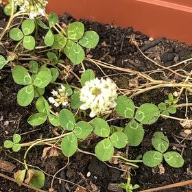 Photo of the plant species White Clover by @ImDoingMyBest named Gomez on Greg, the plant care app
