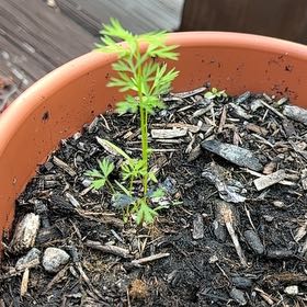 Photo of the plant species Wild Carrot by @MatureLithops7 named Bodhi on Greg, the plant care app