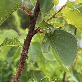 Photo of the plant species Apricot by @MatureLithops7 named Mando on Greg, the plant care app