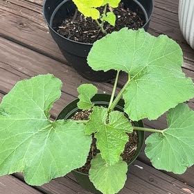 Photo of the plant species Pumpkin by @MatureLithops7 named Captain Plant-it on Greg, the plant care app