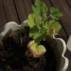 Photo of the plant species Pumpkin by @ImDoingMyBest named Miley on Greg, the plant care app