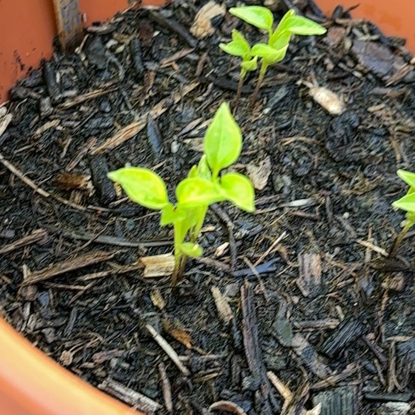 Photo of the plant species Cucumber by @ImDoingMyBest named Emerson on Greg, the plant care app