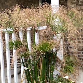 Photo of the plant species Cyperus Papyrus by @MarvelRedcap59 named Lebron on Greg, the plant care app