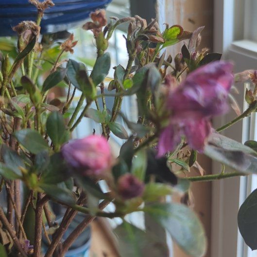 Photo of the plant species Satsuki by @ZingGasplant56 named da Vinci on Greg, the plant care app