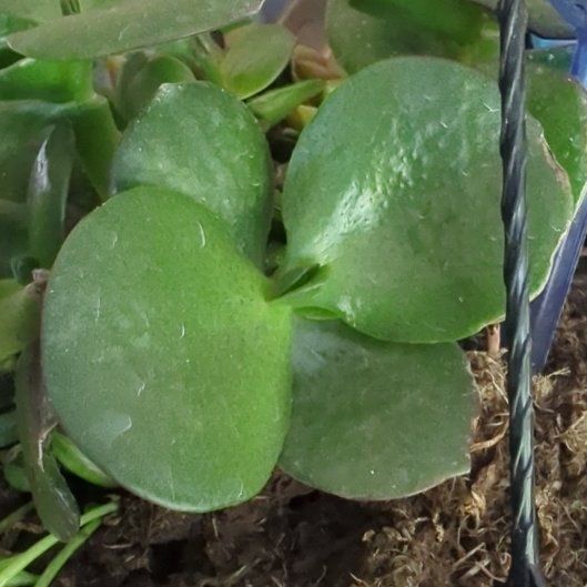Photo of the plant species Pig's Ear by @ZingGasplant56 named Einstein on Greg, the plant care app