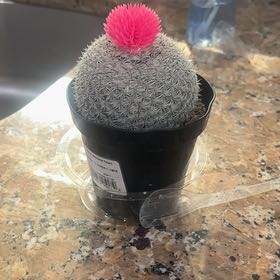Photo of the plant species Button Cactus by @BubblyPlanera13 named Candace’s cactus on Greg, the plant care app