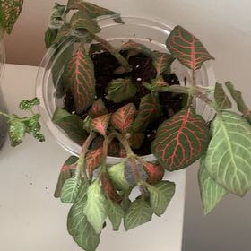 Photo of the plant species Nerve Plant by @ZingSeaorache67 named Hamilton on Greg, the plant care app