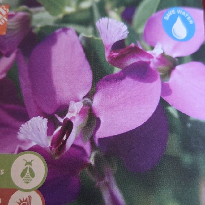 Photo of the plant species Myrtle-Leaf Milkwort by @NewLantana53 named Captain Plant-it on Greg, the plant care app