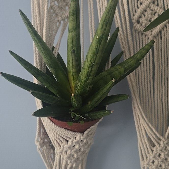 Photo of the plant species Hedgehog Sansevieria by @SuppleWoreya6 named Adolphus on Greg, the plant care app