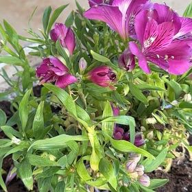Photo of the plant species Peruvian-Lily by @FancyCacto90 named Achilles on Greg, the plant care app