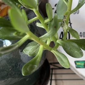 Photo of the plant species Tree Stonecrop by @FancyCacto90 named Emerson on Greg, the plant care app