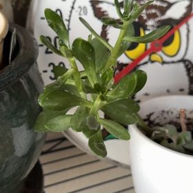 Photo of the plant species Tree Stonecrop by @FancyCacto90 named Aristotle on Greg, the plant care app