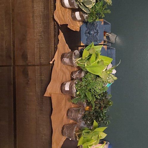 Photo of the plant species Sea Lettuce by @YesPlanty79 named Orlando Bloom on Greg, the plant care app
