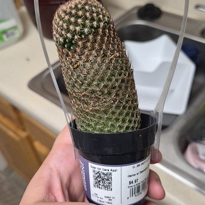 Photo of the plant species Coryphantha erecta by @PrinceMugwort49 named Harry on Greg, the plant care app