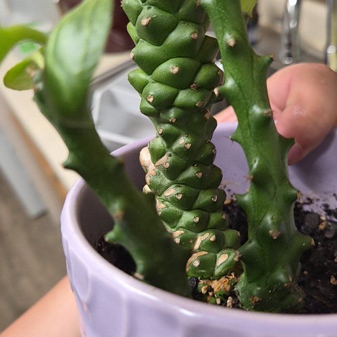 Photo of the plant species Euphorbia ritchiei by @PrinceMugwort49 named Miracle on Greg, the plant care app