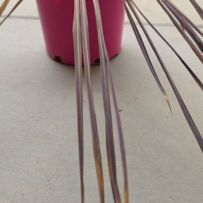 Photo of the plant species Pink Dreams by @TrustyChervil42 named Sanders on Greg, the plant care app
