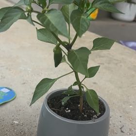 Photo of the plant species Jalapeño Pepper by @BuffRamsons47 named George on Greg, the plant care app