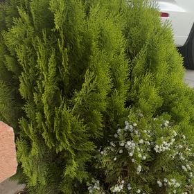 Photo of the plant species Biota by @MasterApricot72 named Sahara on Greg, the plant care app