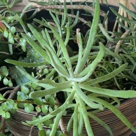 Photo of the plant species Fingertips by @MasterApricot72 named Kesha on Greg, the plant care app