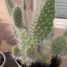 Photo of the plant species Arborescent Prickly Pear by @MasterApricot72 named Tupot amaroot on Greg, the plant care app