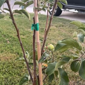 Photo of the plant species Apple by @MasterApricot72 named Emerson on Greg, the plant care app