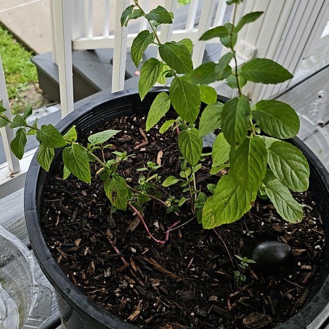 Photo of the plant species Chocolate Mint by @WillSedum50 named Chocolate Mint- door on Greg, the plant care app